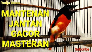 BURUNG MANTENAN GACOR UNTUK MASTERAN [upl. by Reddy220]