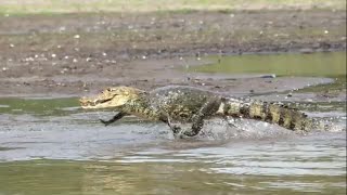 Crocodile vs Caiman vs Alligator  Crocodilians of the Americas wildlife reptiles [upl. by Baker]