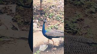 Spotted a peacock in backyard of Department of Botany BHU Varanasi [upl. by Aggi]