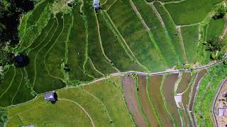 Rice Terrace Abang Karangasem  Bali  2024  4k HDR Drone Footage [upl. by Ilhsa244]