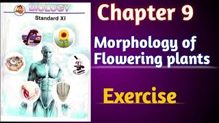 Morphology of Flowering plants class 11 biology chapter 9 exercise solutions Tayyarijeetki [upl. by Leirbma]