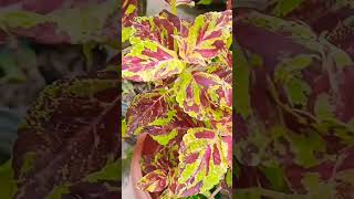 Colias plants gardening indoor plant nursery [upl. by Tanah]