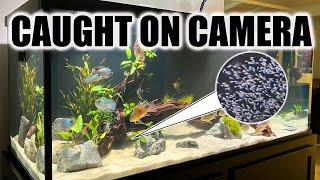 Cichlids Breeding Everywhere in the Fish Room [upl. by Eamanna]