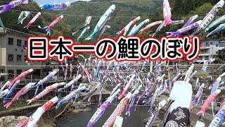 【Japan Kumamoto tsuetateonsen】日本一の鯉のぼり。The best carp streamer in Japan [upl. by Card599]