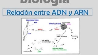 ADN y ARN [upl. by Donnell]