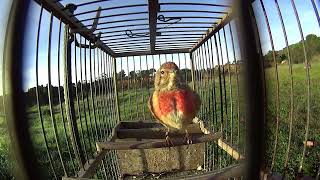 REDBREASTED LINNET SINGING 🔊 Good Sound Quality [upl. by Scot]