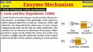 Lock amp key method  Induced Fit theory Mechanism of Enzymes  Bsc 3rd year  Botany Second paper [upl. by Nwahsyd]