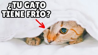 ¿Cómo saber si tu GATO tiene FRÍO [upl. by Allx927]