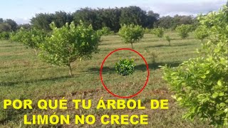 Por esta razón tus plantas de limón persa no crecen Discovery Mundo limon [upl. by Trebuh]