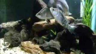 Australian Native Fish Aquarium [upl. by Pippy]