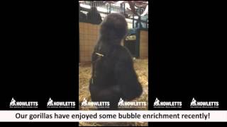 Gorillas playing with bubbles at Howletts Wild Animal Park [upl. by Emlynn]