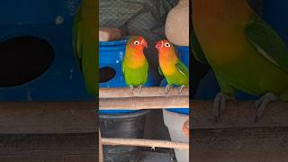 Birds mating birdstv cutebirds Lovebird007 lovebird birds birdscage birdssound [upl. by Nsaj]