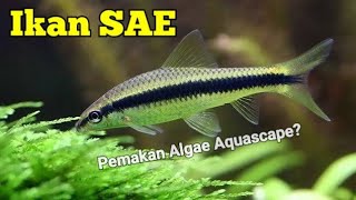 Ikan SAE SIAMESE ALGAE EATER  Ikan Pemakan Algae Aquascape [upl. by Oisor]