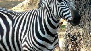 Zebra at Zoo [upl. by Eey]