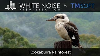 Kookaburra Rainforest Rain  1 Hour Relaxing Sleep Sound [upl. by Anuqahs184]