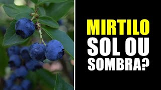 MIRTILO GOSTA DE SOL OU SOMBRA [upl. by Philipp]