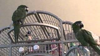 Hahns Macaws Oscar amp Annabelle Talking amp Singing [upl. by Nahpos]