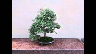 The Bonsai Collections of The Montreal Botanical Gardens [upl. by Ynatsyd]