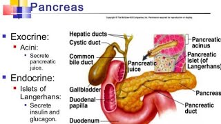 Pancreas Exocrine and Endocrine function [upl. by Nessie]