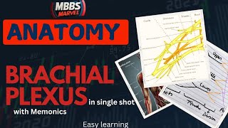 Brachial Plexus anatomy । MBBS Marvel । Mnemonics [upl. by Halian638]