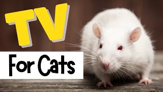 TV for Cats  🐁 MOUSE Video for Cats to Watch  2 Hours of Mice Sounds 🐁  4K [upl. by Aratal]