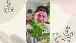 Plantok compilation  houseplant Tiktoks tannertheplanter4213 [upl. by Yle866]