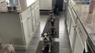 The Looks Im Getting  Life With 7 Schnauzers [upl. by Sim842]