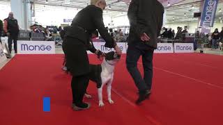 American Staffordshire Terrier ESPOSIZIONE INTERNAZIONALE CESENA 25012019 [upl. by Marijn]