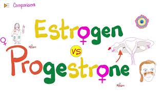 Estrogen amp Progesterone  Source Metabolism Structure amp Function [upl. by Aniger]