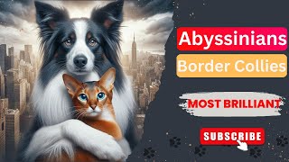 Two of a Kind Border Collies and Abyssinians the Ultimate Intelligent Duo [upl. by Enahc]