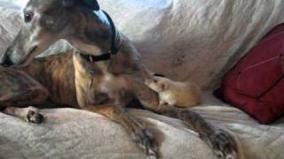 Retired racing greyhound with his rat buddies [upl. by Dieball]