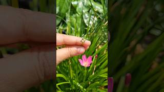 Collecting pink rain lily seeds Rain lily 🪴youtubeshort plants propagationtips gardeningtips [upl. by Mor735]