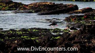 Hammerheads and Whale Sharks Scuba Dive In Galapagos Part 1 by Annie Crawley [upl. by Levy]