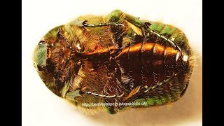 A shiny metallic beetle from your garden Breeding the rose chafer at home [upl. by Clementia972]