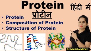 Protein  Structure of Protein  Composition of Protein  Protein in hindi [upl. by Artemus585]