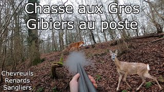 Chasse aux Gros Gibiers Chevreuils Renards Sangliers [upl. by Attenreb]