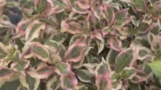 My Monet® Weigela [upl. by Assilam]