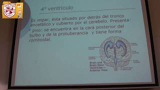 Anatomía  Sistema Ventricular [upl. by Lerraf]