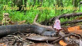 Florida Trail Camera Adventures Tips On Filming Wildlife [upl. by Moe617]