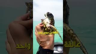 كيف أنقذ هذا الرجل سلحفاة صغيرة ra3ial5il [upl. by Doble]