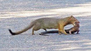 Mongoose Rips Out Lizards Eyes [upl. by Orlantha]