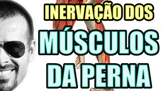 Vídeo Aula 125  Sistema Nervoso  Anatomia Humana  Inervação dos Músculos da Perna e Panturrilha [upl. by Junko886]