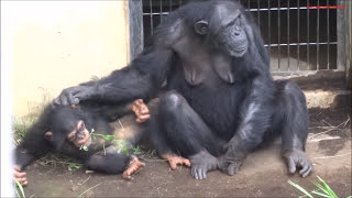 Chimpanzee Momoko and her baby Fubuki at Tama Zoo 11 [upl. by Callean]