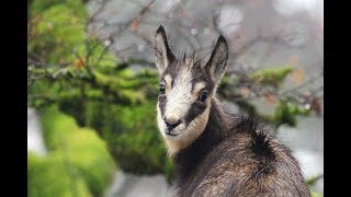 La réintroduction réussie du chamois dans les Vosges [upl. by Gylys424]