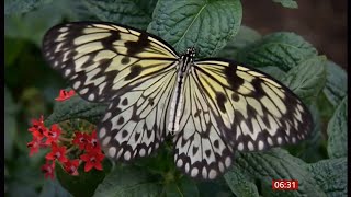 Big Butterfly Count time again in the UK  12July2024 [upl. by Hsoj]