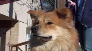 Pet of the Week Sandy colliechow mix [upl. by Karame]