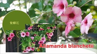 紫蟬花Allamanda blanchetii [upl. by Baras]