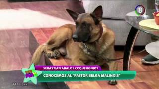 Pastor belga malinois el perro favorito del momento [upl. by Ynohtnanhoj676]