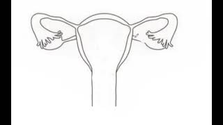 HUMAN FEMALE REPRODUCTIVE SYSTEM [upl. by Airdnahs]