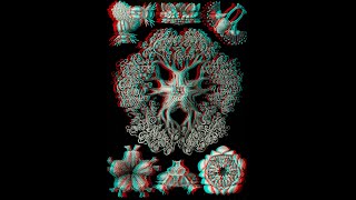 127 Ernst Haeckel 3D 1080p [upl. by Charline]